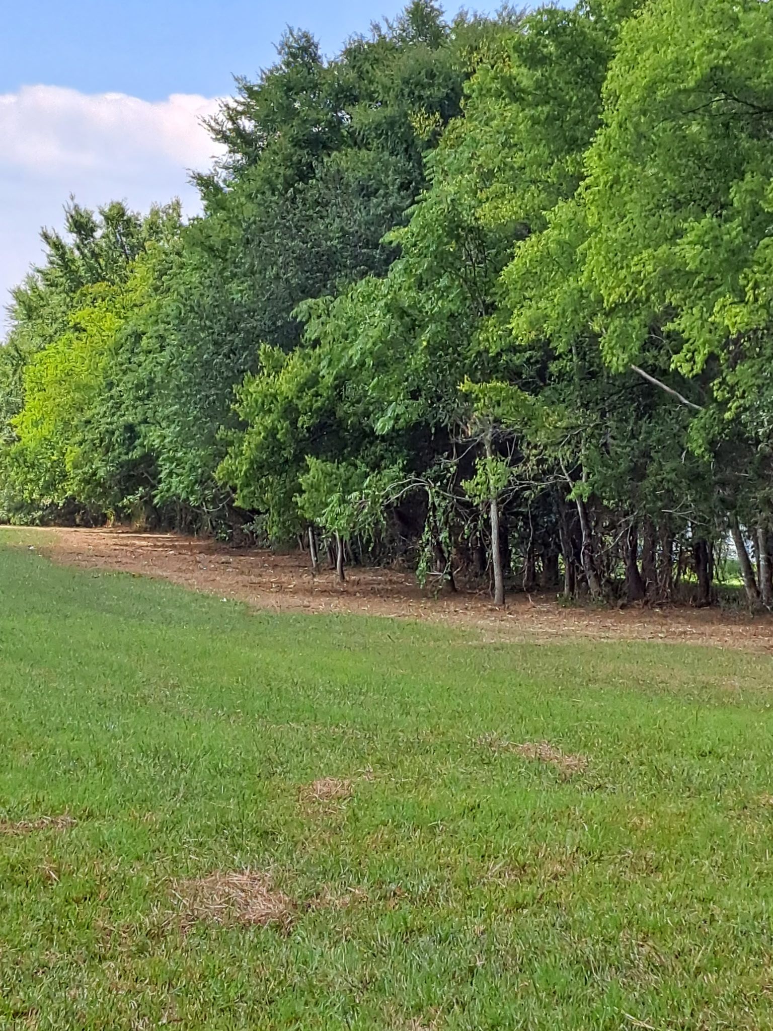 Lush green trees line the edge of a grassy field under a bright sky.