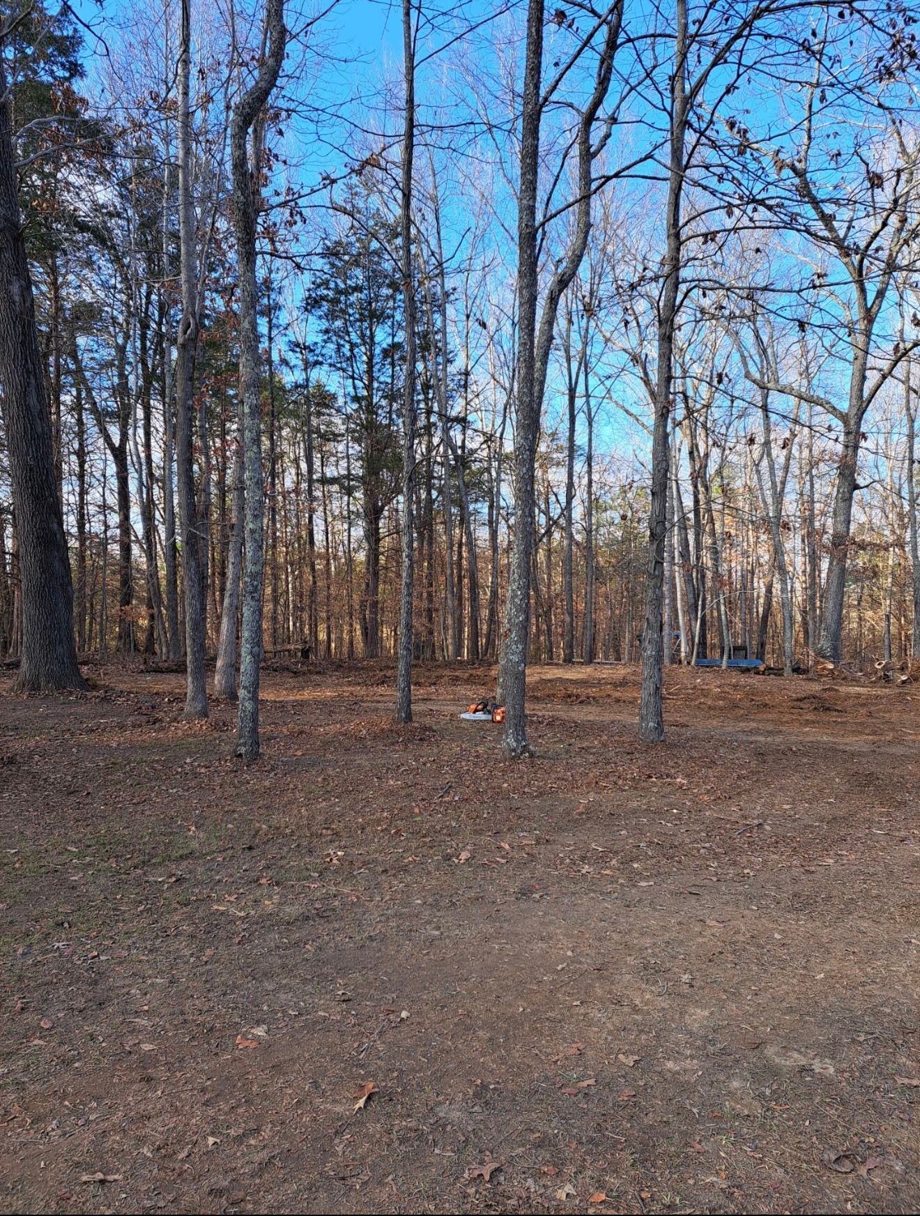 Bare trees in a forest with brown leaves on the ground under a blue sky.