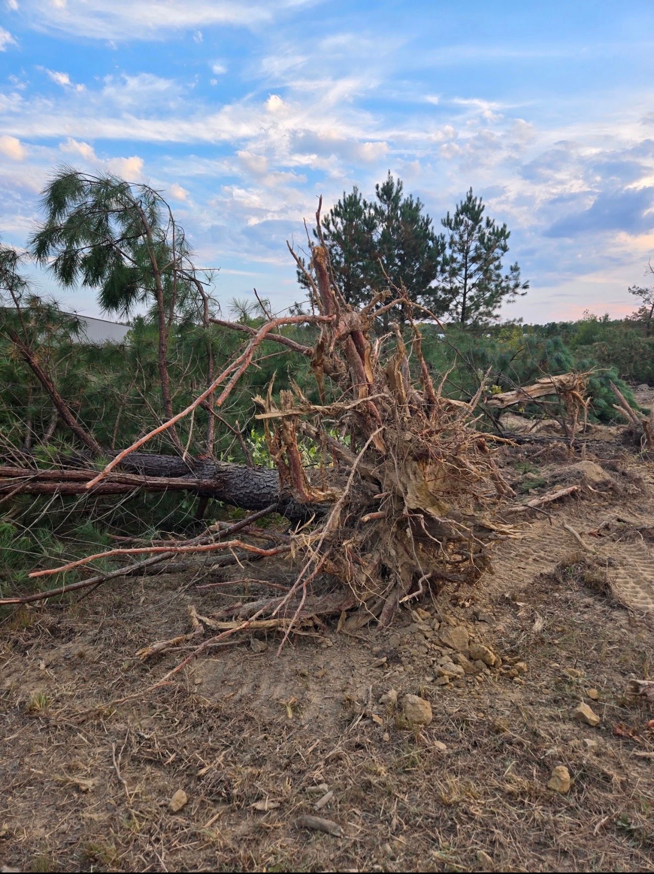 Uprooted tree with exposed roots on a dirt ground, other cut trees in background, blue sky.