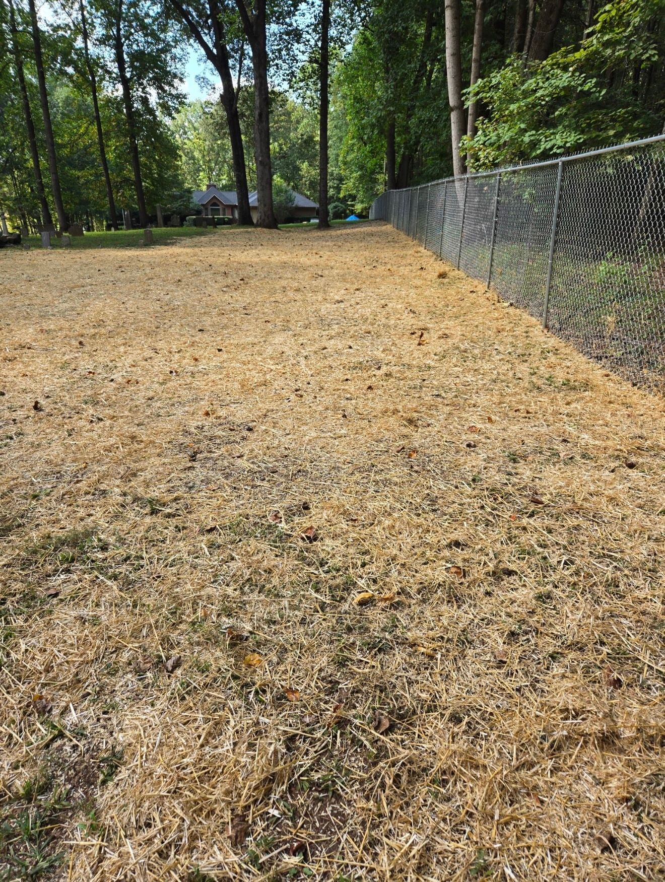 Dry, brown grass in a yard beside a chain-link fence, trees in the background.