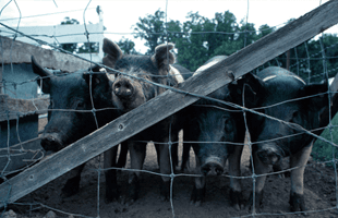 Farm hogs