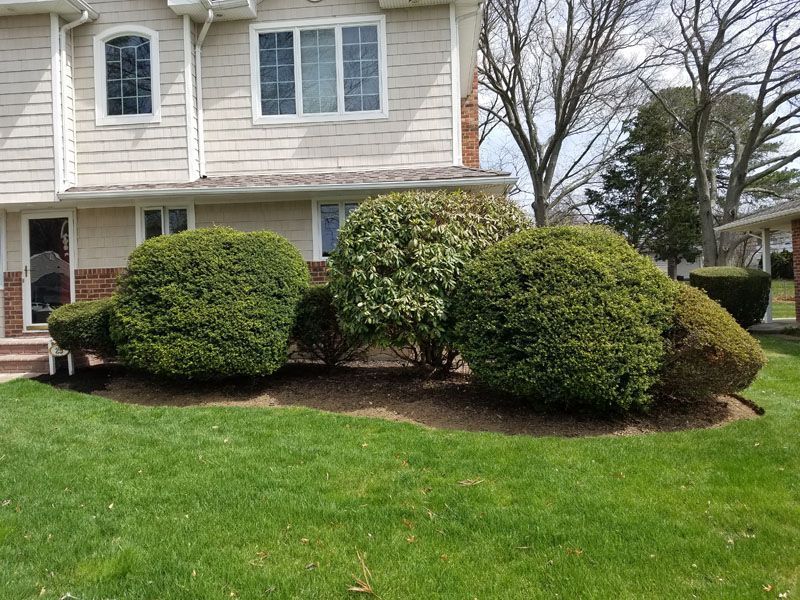A house with a lot of bushes in front of it