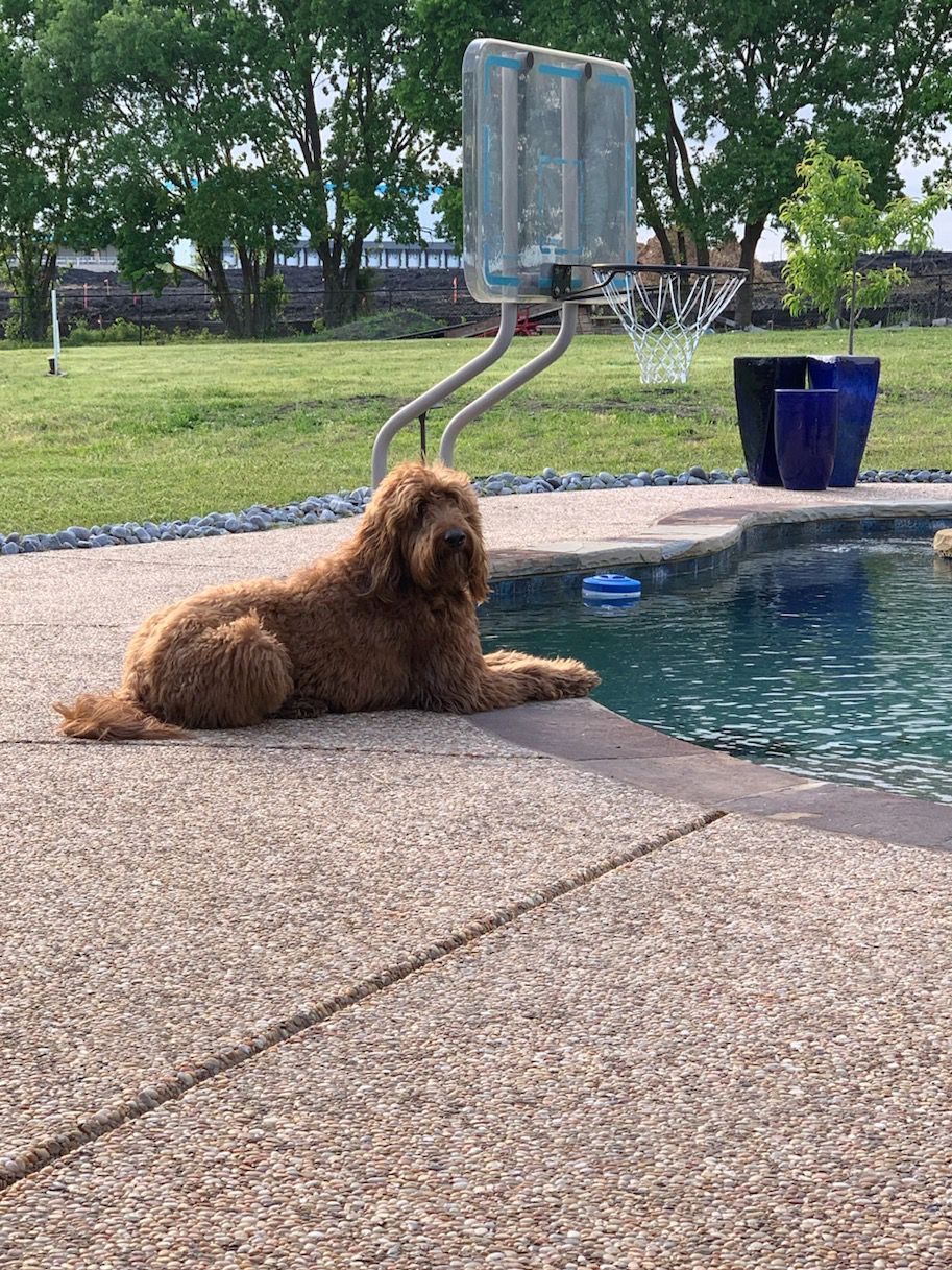 Dog by the pool