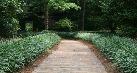 A paved stone path winds through a lush garden, flanked by low, green, arching plants under a canopy of trees.