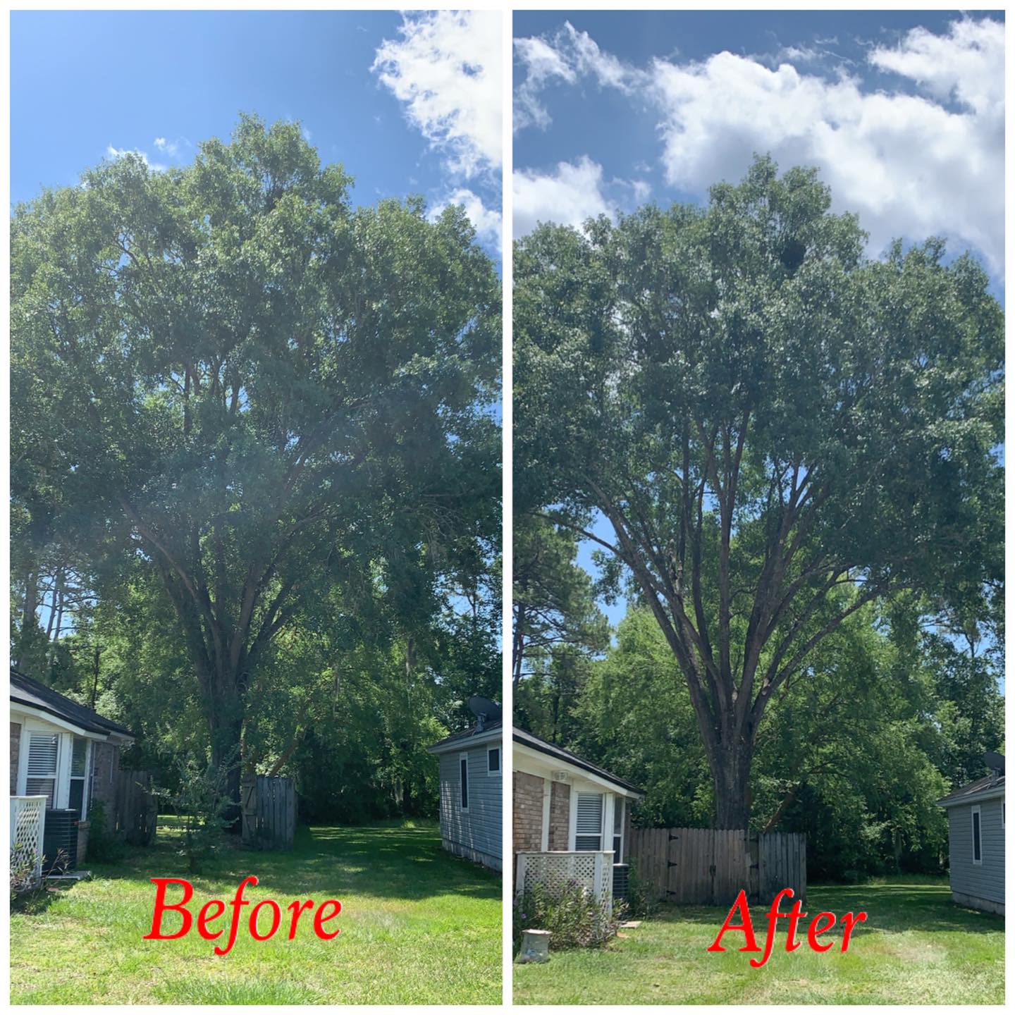 tree removal danbury, Middleburg FL