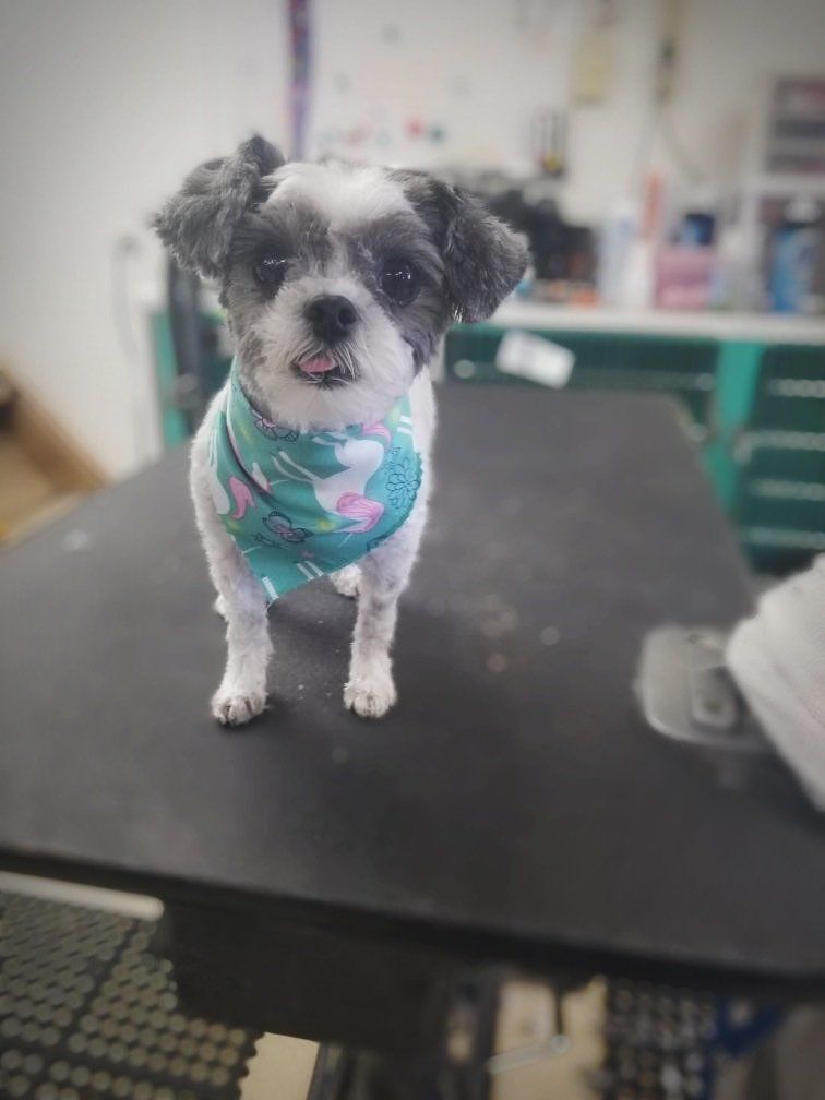 Dog Performers photo gallery