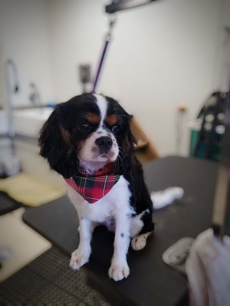 Dog Performers photo gallery