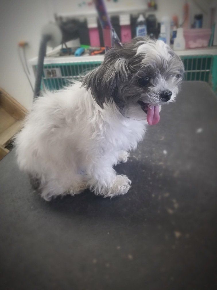 Dog Performers photo gallery