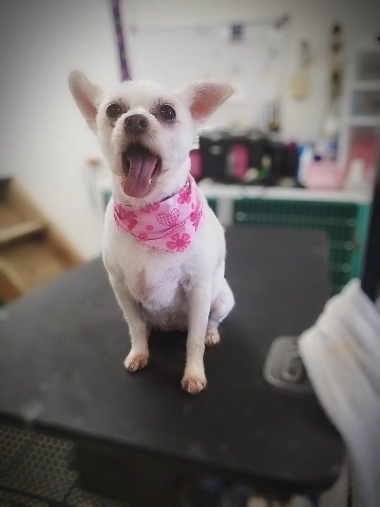 Dog Performers photo gallery