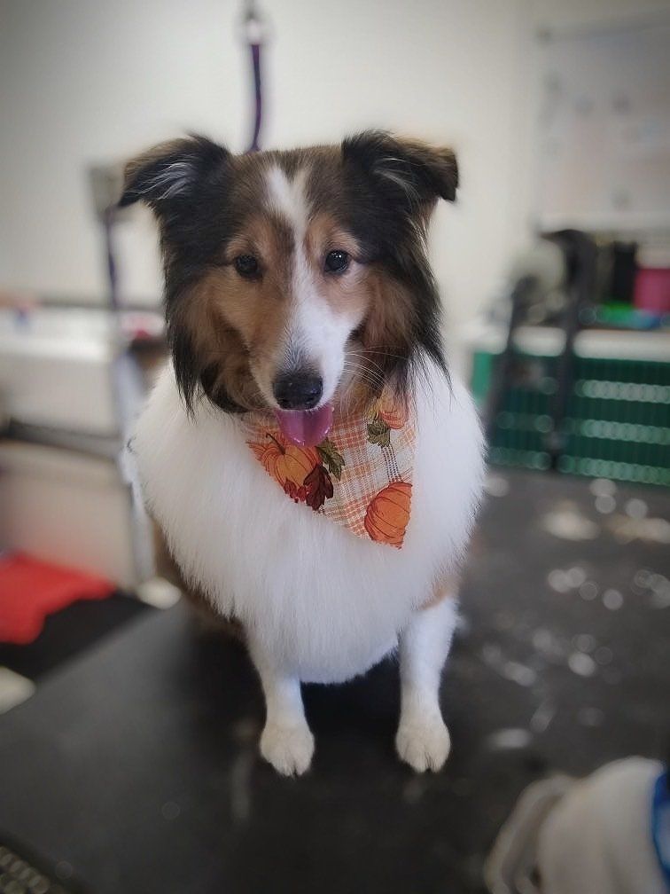 Dog Performers photo gallery