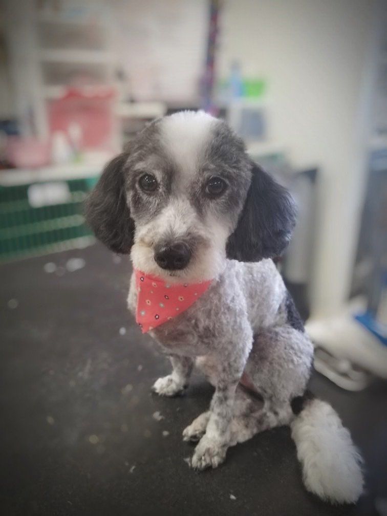 Dog Performers photo gallery