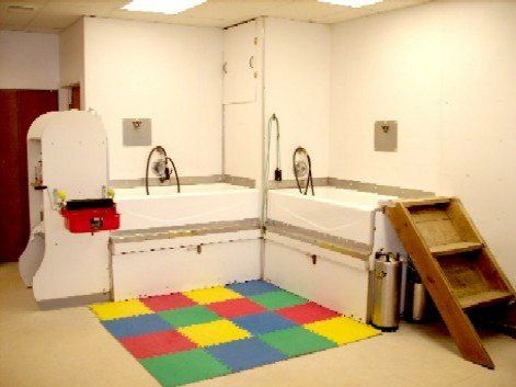 About Dog Performers