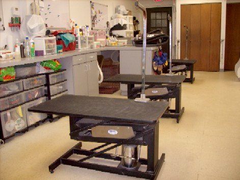 About Dog Performers