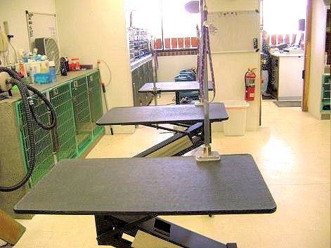 About Dog Performers