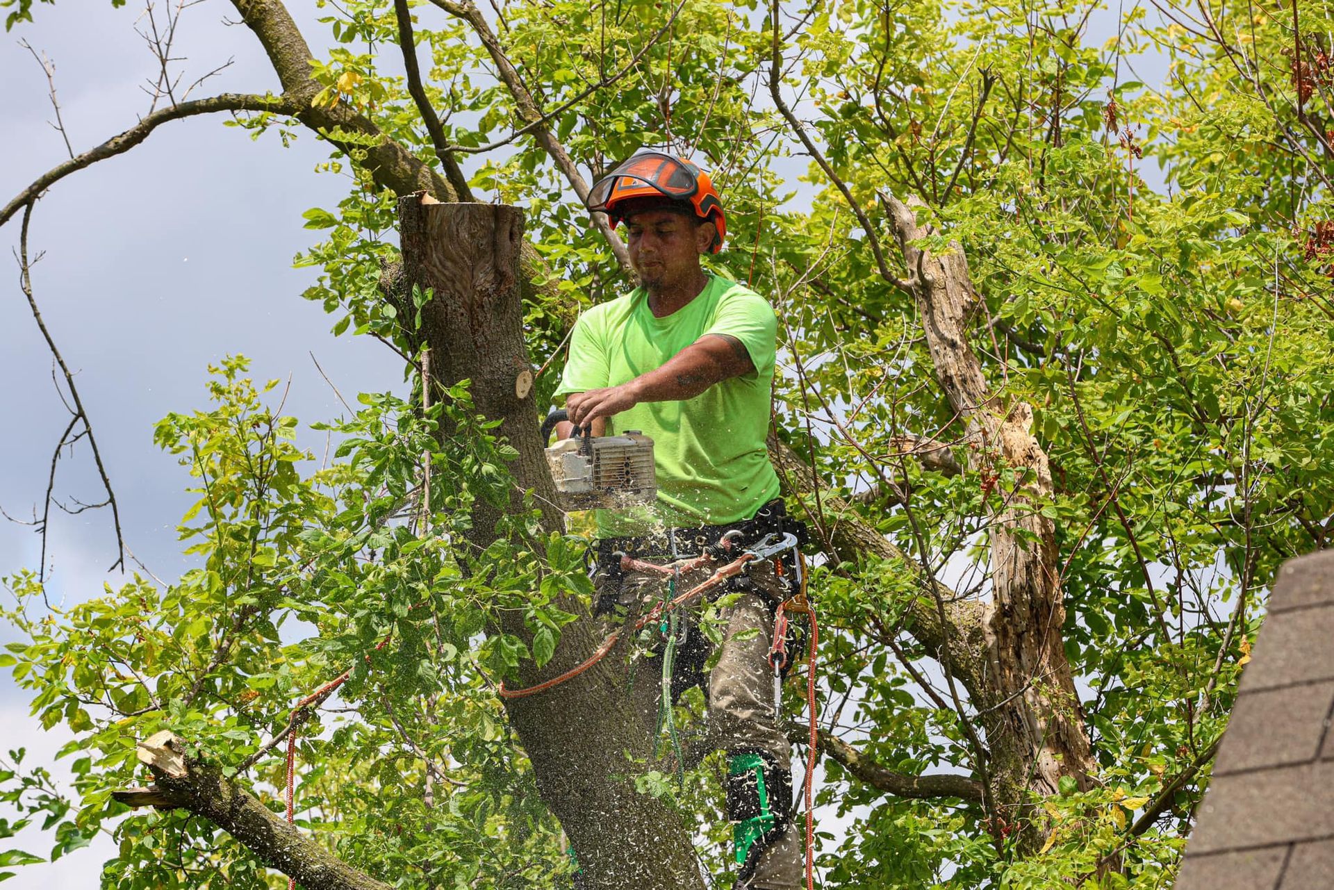 A man is cutting a tree with a chainsaw.