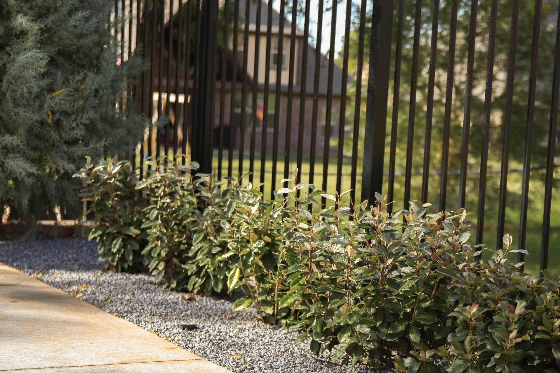 A fence with a lot of plants in front of it
