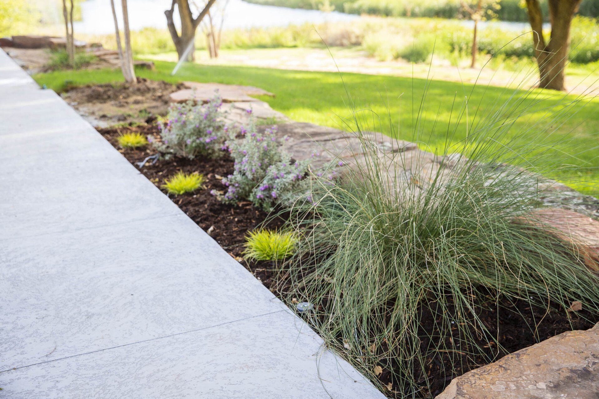A sidewalk with a row of plants growing on the side of it.