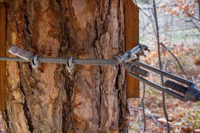 A worker in a lift basket uses a chainsaw to cut a tree trunk.