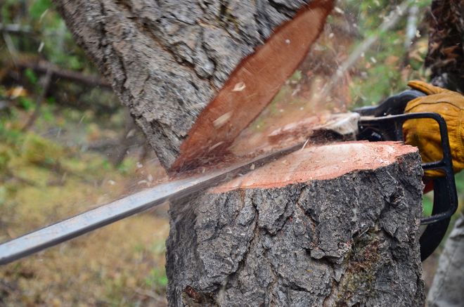 Chainsaw cutting through a tree trunk, sawdust flying. A gloved hand holds the saw in an outdoor setting.