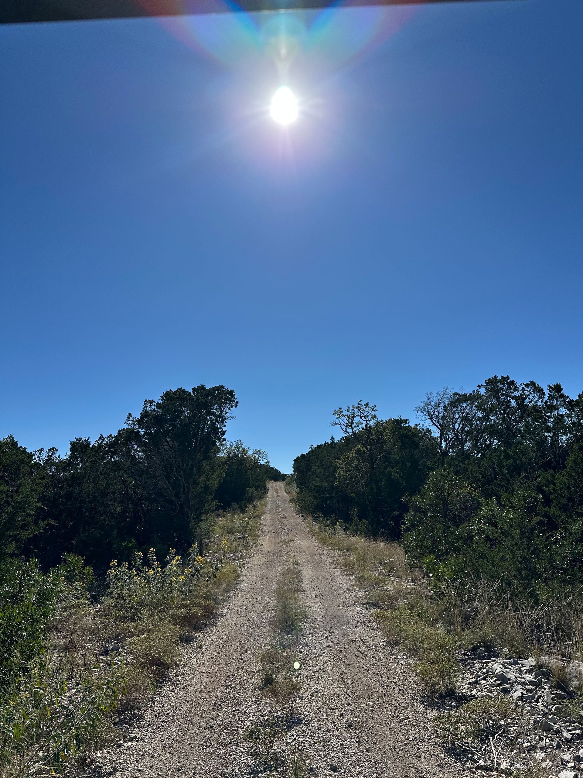 The sun is shining brightly on a dirt road surrounded by trees.