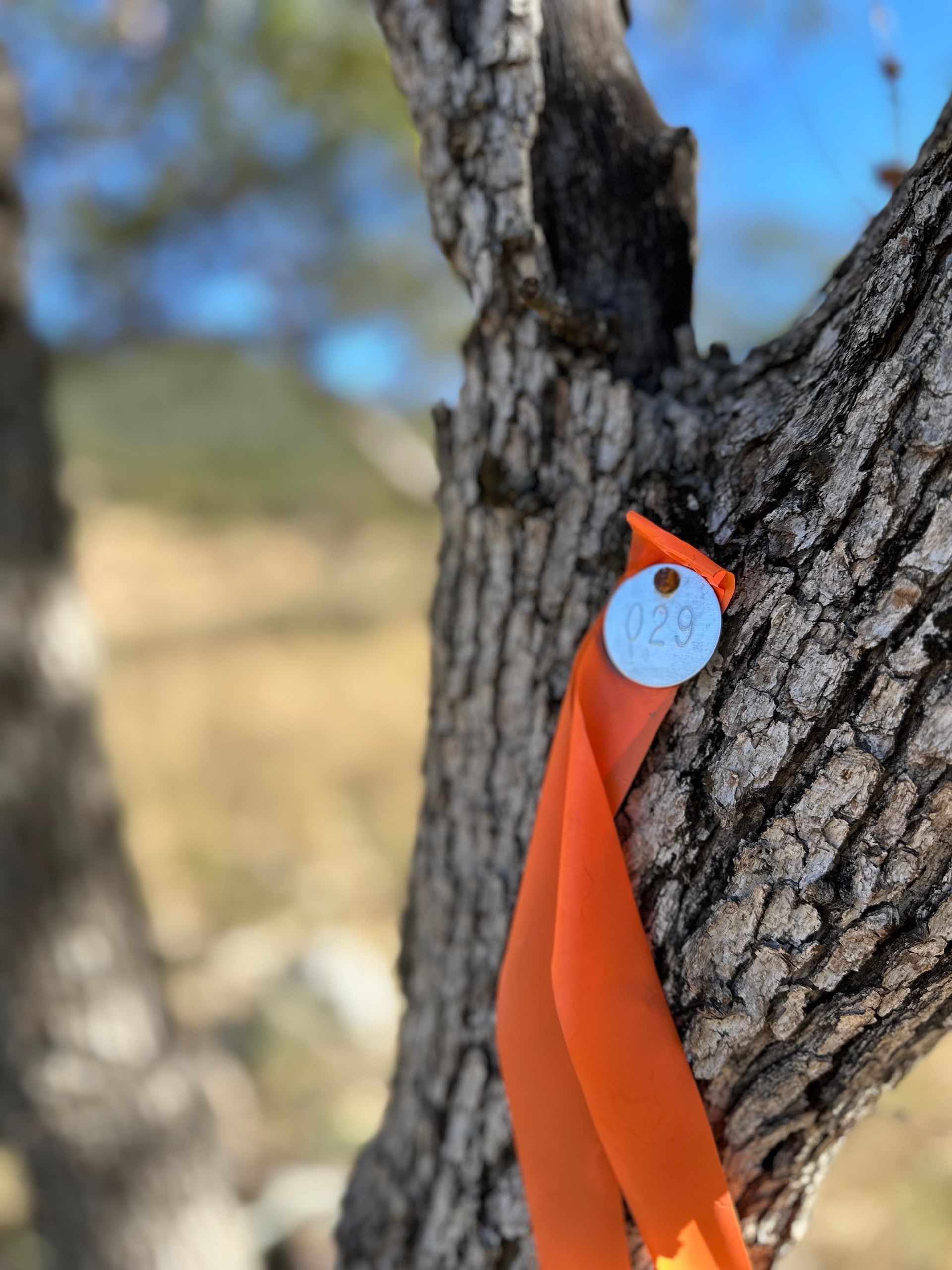 A tree with an orange ribbon and a tag on it.