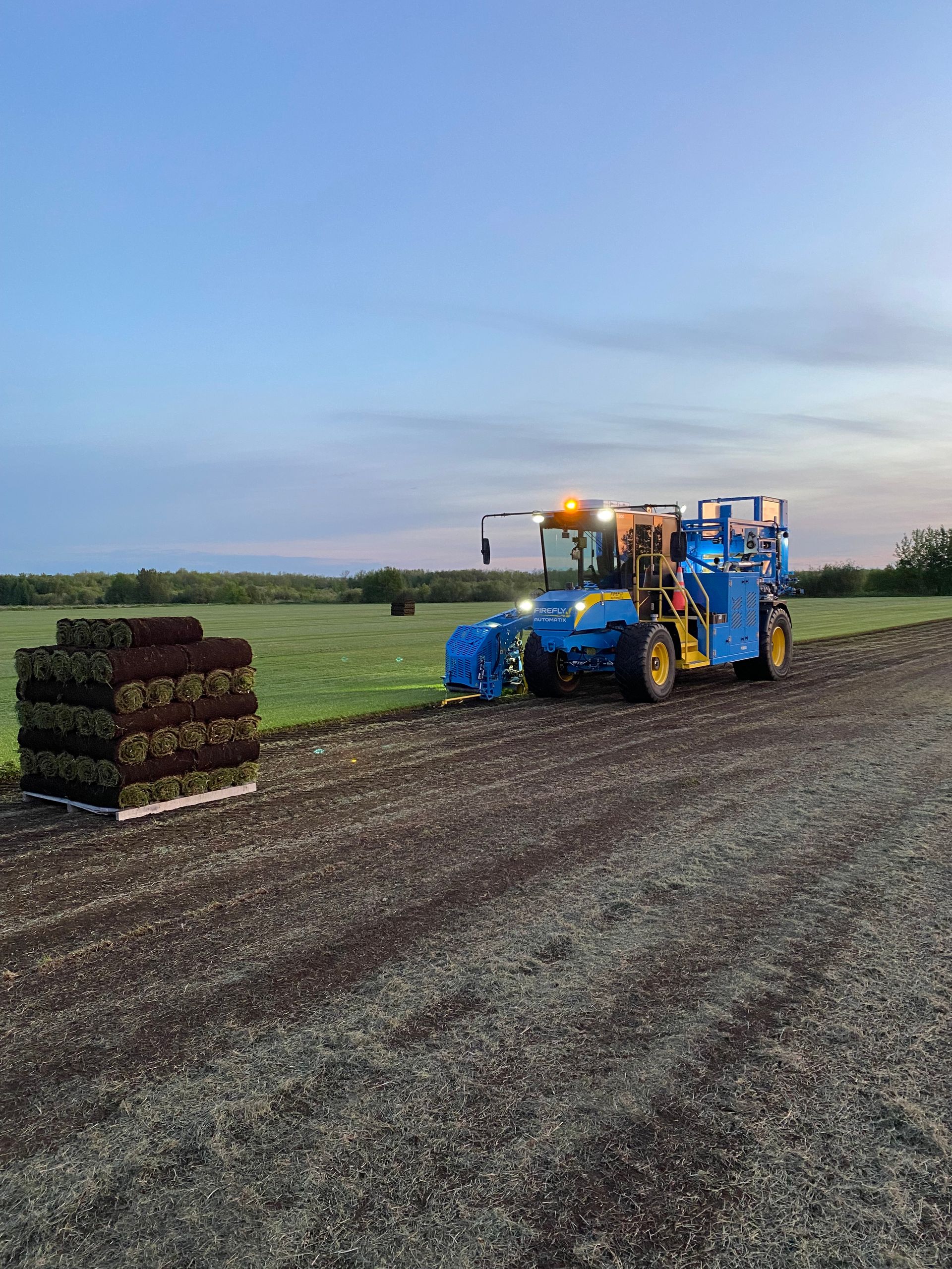 A blue turf harvester operates in a field next to a stacked pallet of rolled sod during the early morning.
