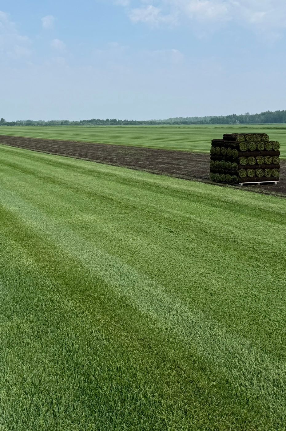 A flat, green grass field with a stack of rolled sod on a patch of dark soil under a partly cloudy sky.