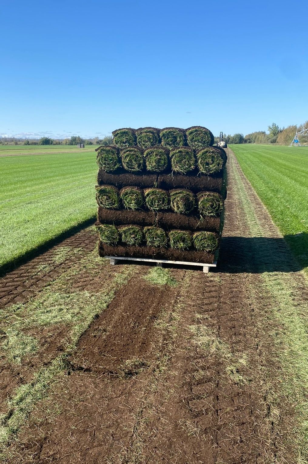 A pallet stacked with rolls of fresh green turf sits in a harvested grassy field under a clear blue sky.