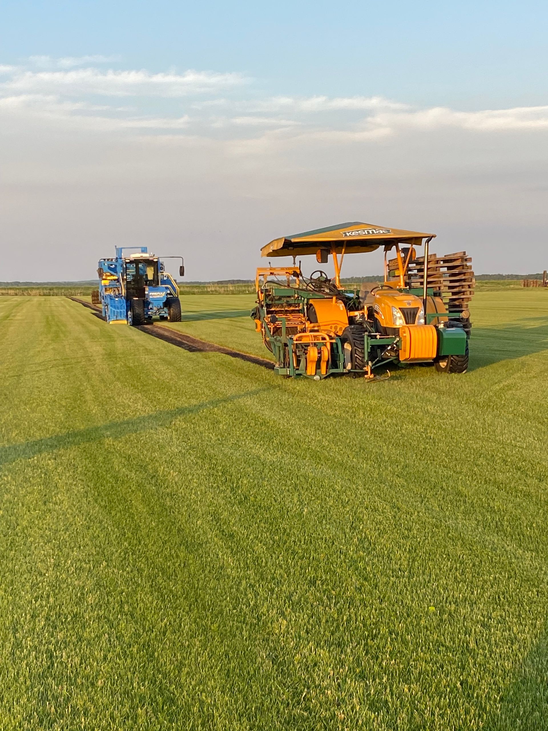 An orange mechanical sod harvester and a blue tractor operate in a large, green field under a clear, hazy sky.