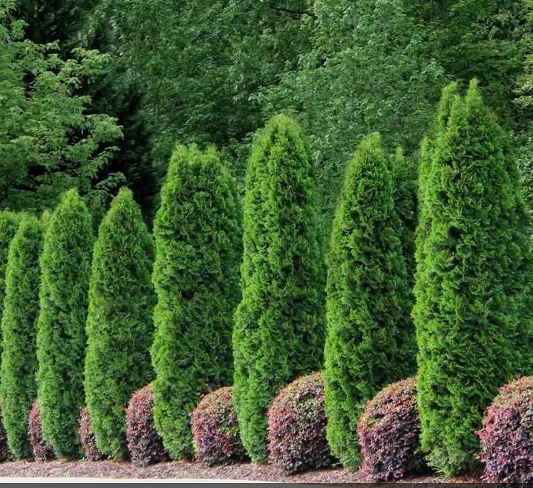 A row of green trees and bushes in a garden.