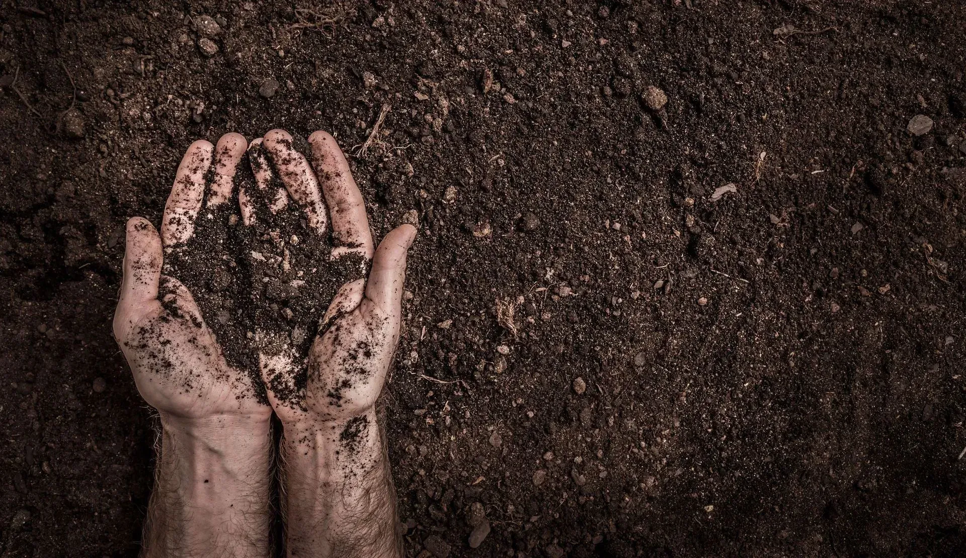 Hands cupping dark soil against a soil-covered background
