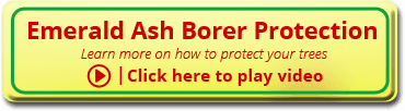 Emerald Ash Borer Protection