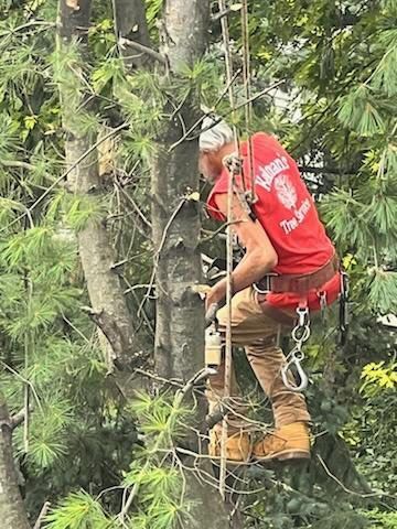 Man cutting a tree with a chainsaw in a forest, wearing safety gear.