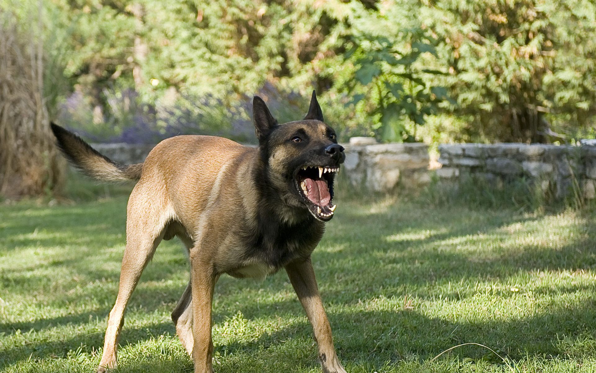 A dog is standing in the grass with its mouth open.