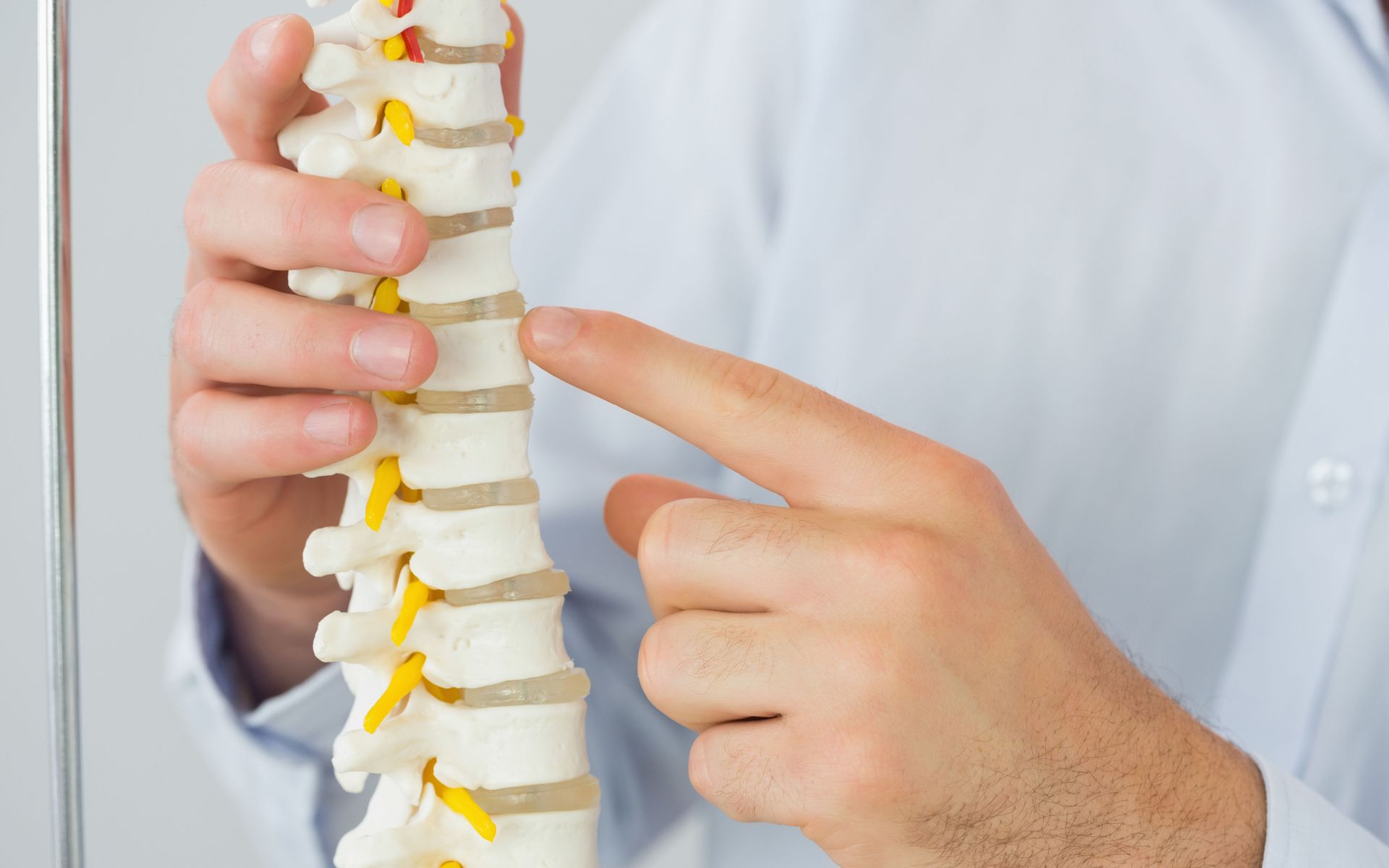 A man is pointing at a model of a spine.