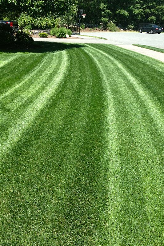 Lawn