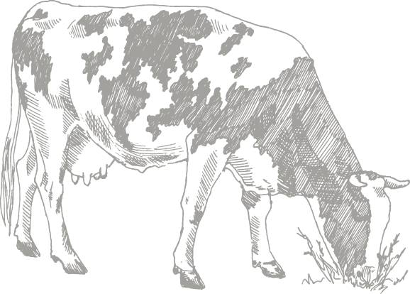 Black-and-white drawing of a spotted cow grazing with its head down.