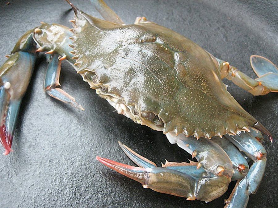 Close up of a soft shell crab