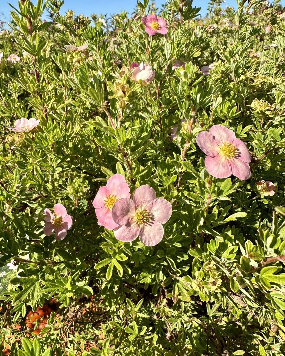 A bush with pink flowers and green leaves