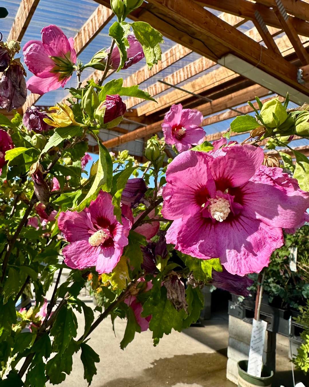 A bunch of pink flowers are growing on a tree in a greenhouse.