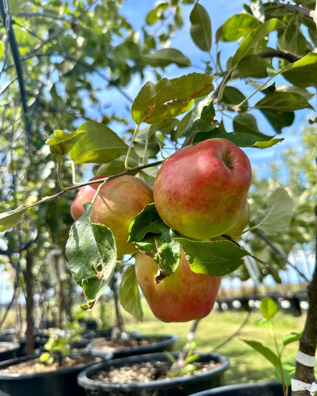 A bunch of apples hanging from a tree branch.