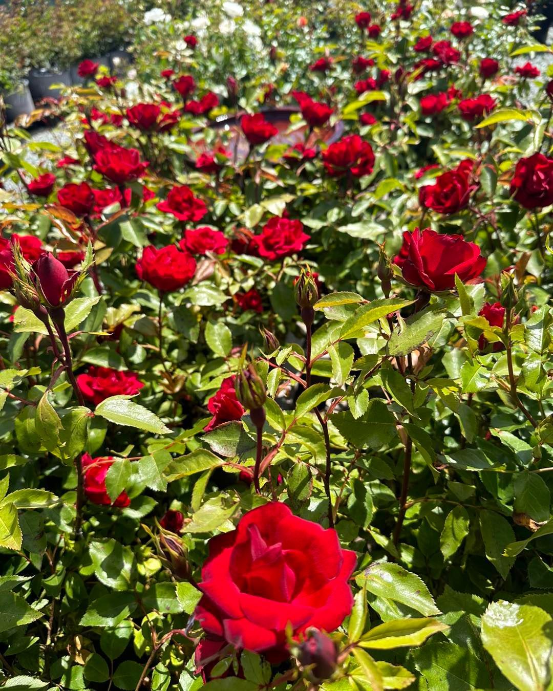 A bunch of red roses are growing in a garden.