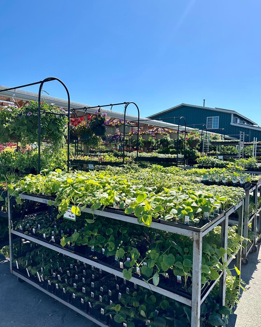 A greenhouse filled with lots of plants and flowers.