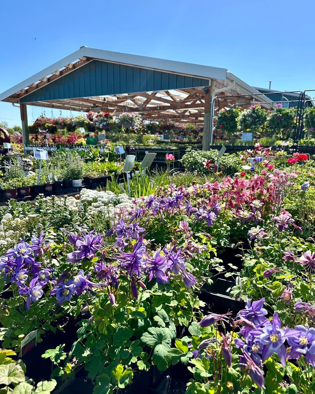 A garden center filled with lots of purple and pink flowers.