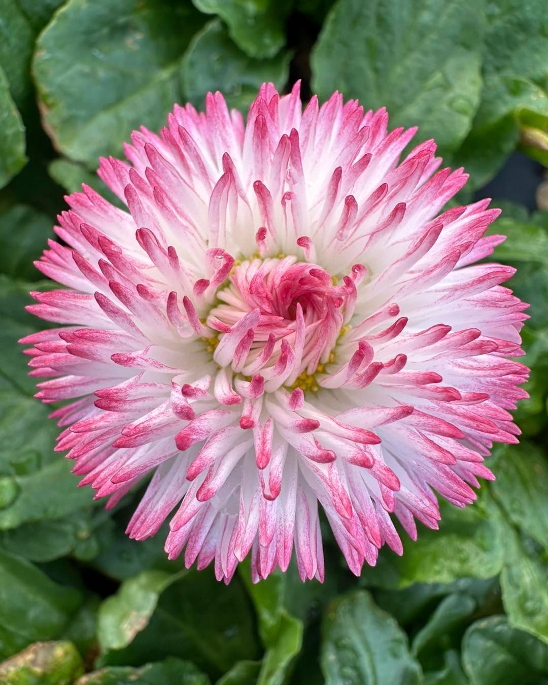 A close up of a pink and white flower with green leaves in the background.