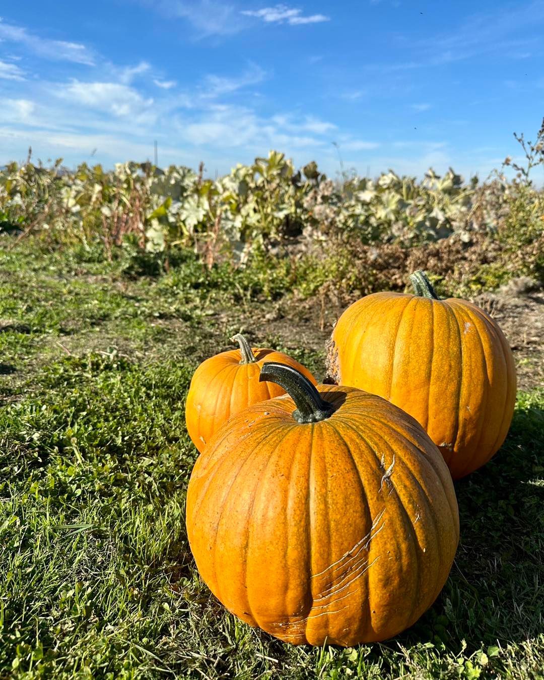 Three pumpkins are sitting in the grass in a field.