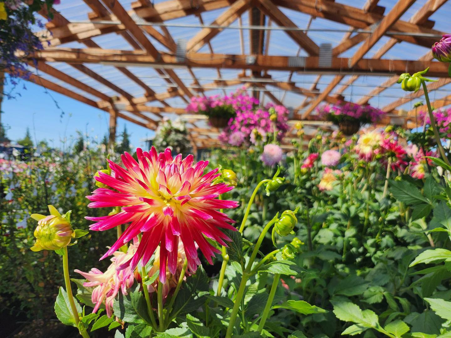 Our Weekly Offers Orchard s Nursery Stanwood WA our-weekly-offers-orchard-s-nursery-stanwood-wa