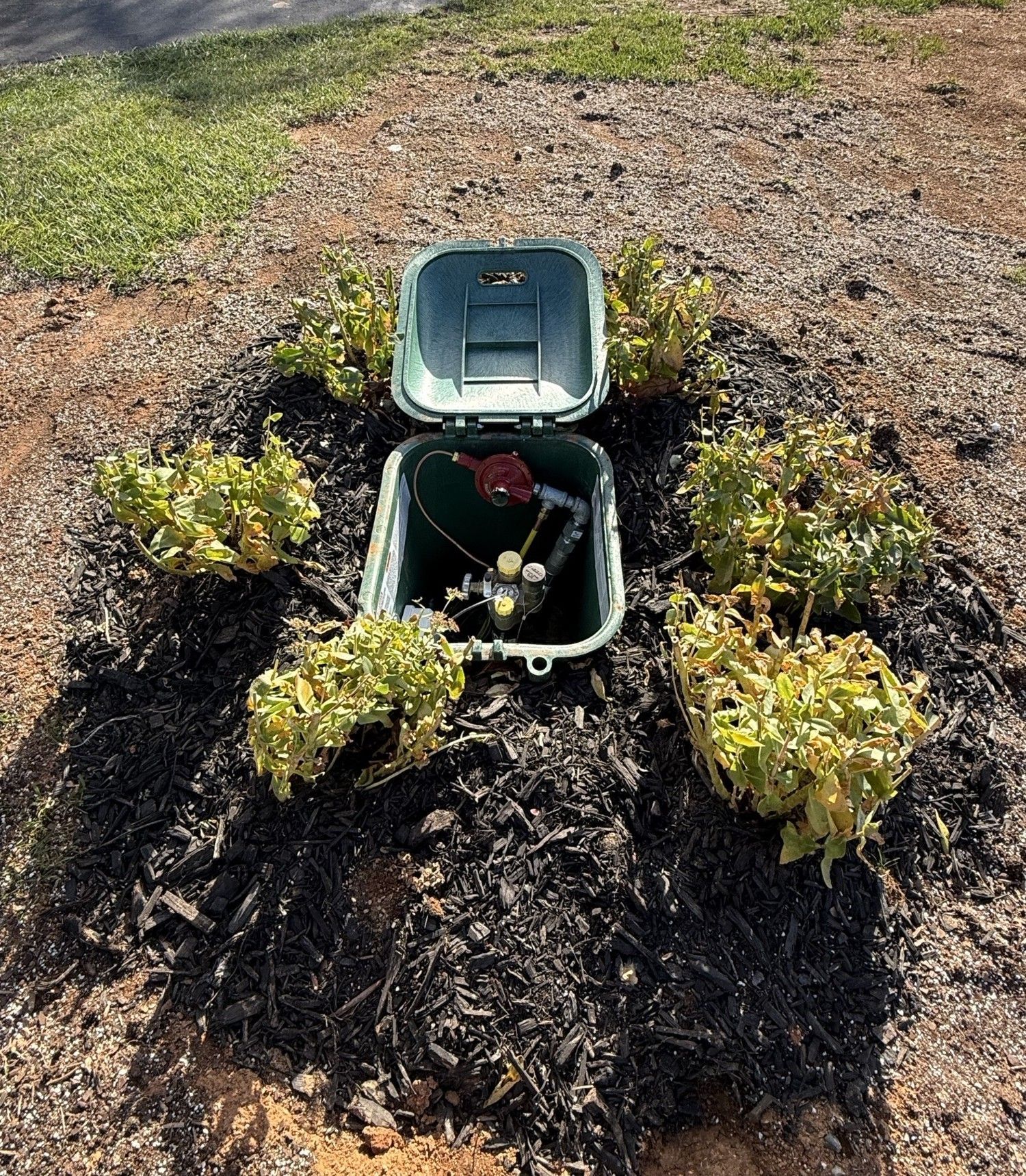 Open utility box in a mulch bed with small yellow-green plants around it and a gravel path nearby