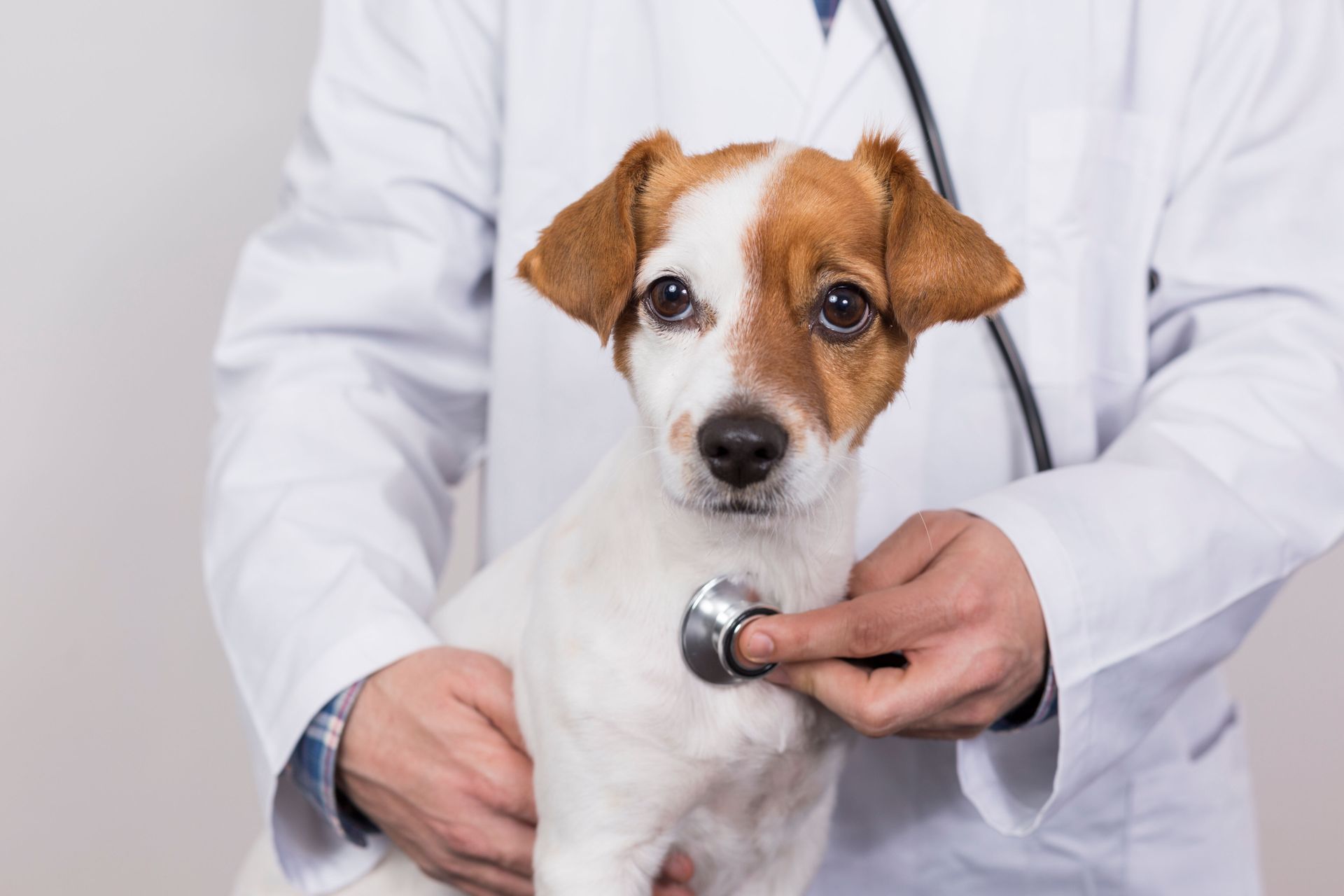 3 Tips for Making Your Pet's First Veterinary Clinic Visit Easier