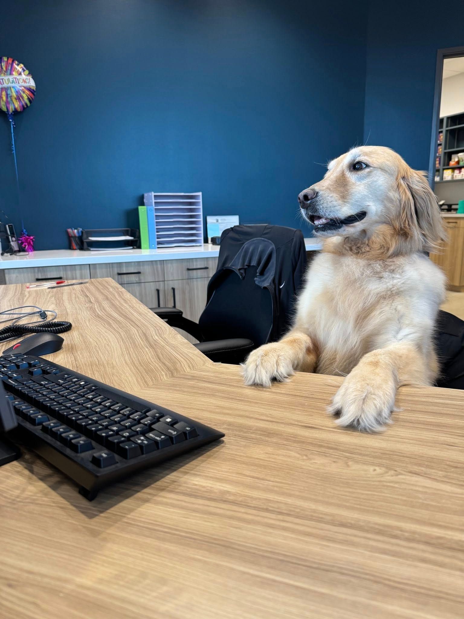A dog is sitting at a desk in front of a keyboard.